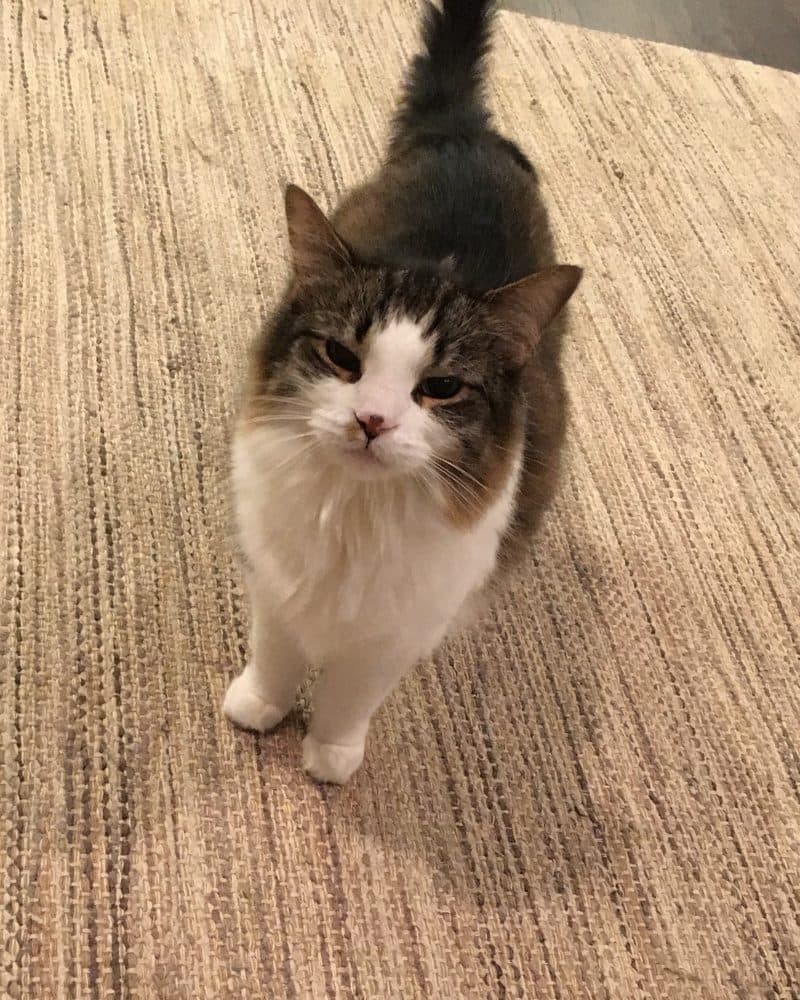 Harriet, a long-haired tabby and white cat, walking toward the camera