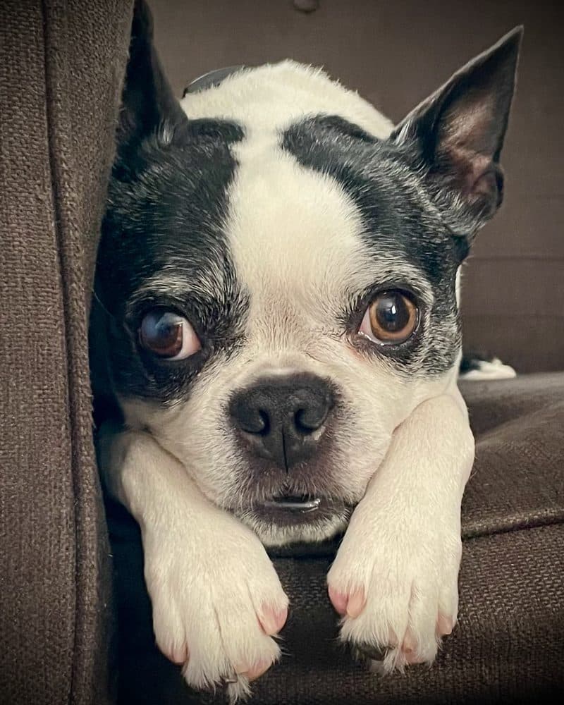 Mimi, a Boston terrier, resting her chin on her paws
