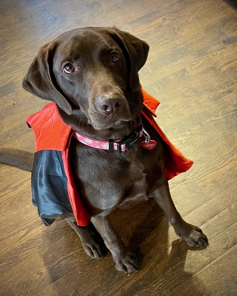 Nora, a chocolate Lab in a red and black cape, sitting on a wood floor