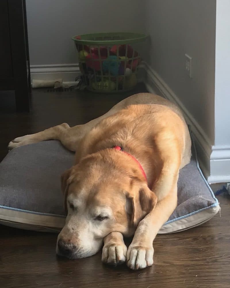 Pudge, an old yellow Lab, asleep on his dog bed