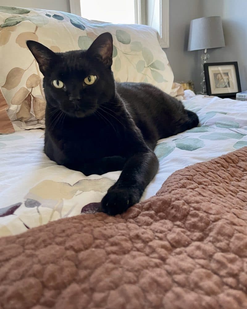 Sam, a black cat, lying on a bed